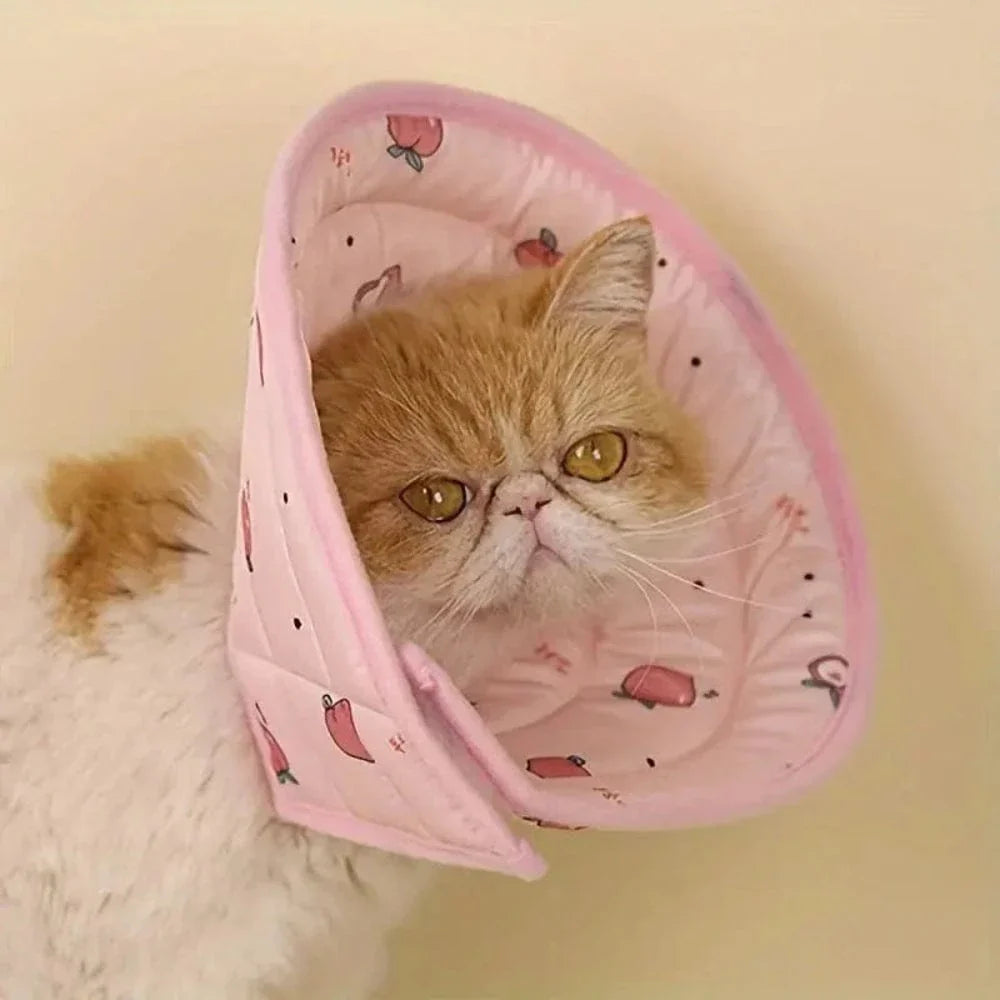 Collier de récupération chat