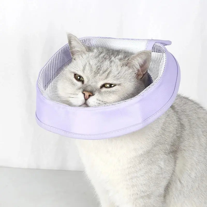 Collerette anti-rayures chat - Confort & hygiène