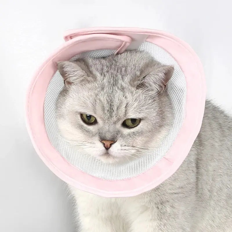 Collerette anti-rayures chat - Confort & hygiène