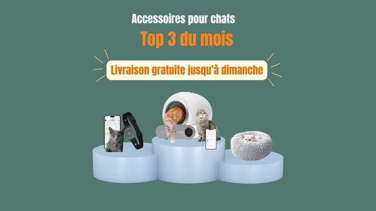 Top 3 des accessoires pour chats