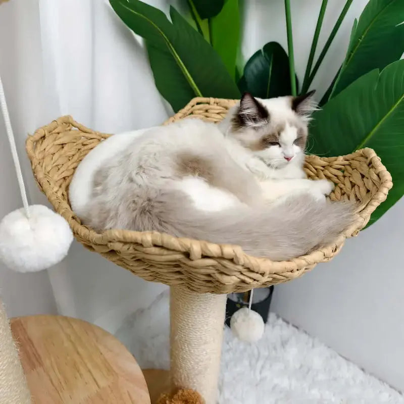 Arbre à chat design luxe - Élégance & confort | Treeluxy