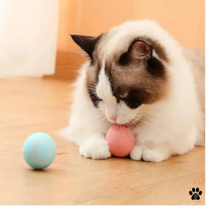 Balle interactive chat - Jeu stimulant garanti