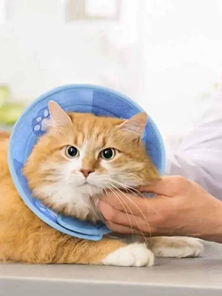 Collier anti-léchage pour chat