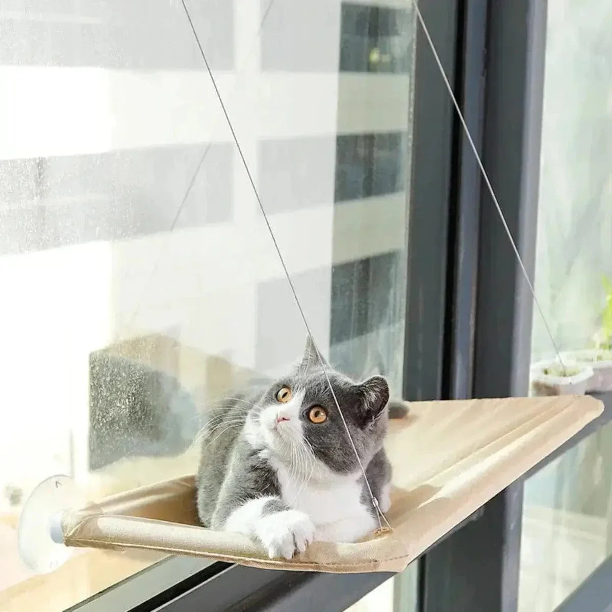 Hamac de fenêtre pour chat