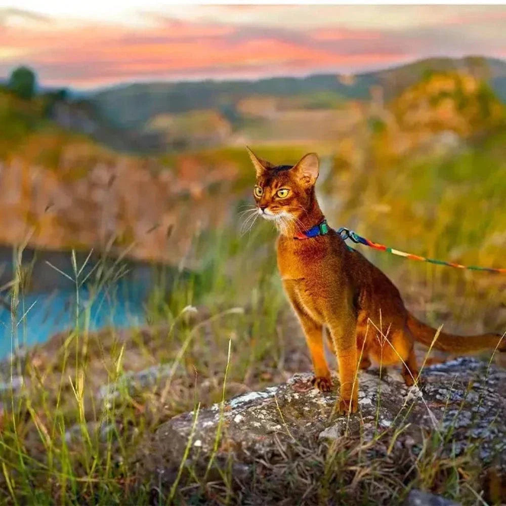 Harnais laisse pour chat - Sécurité maximale