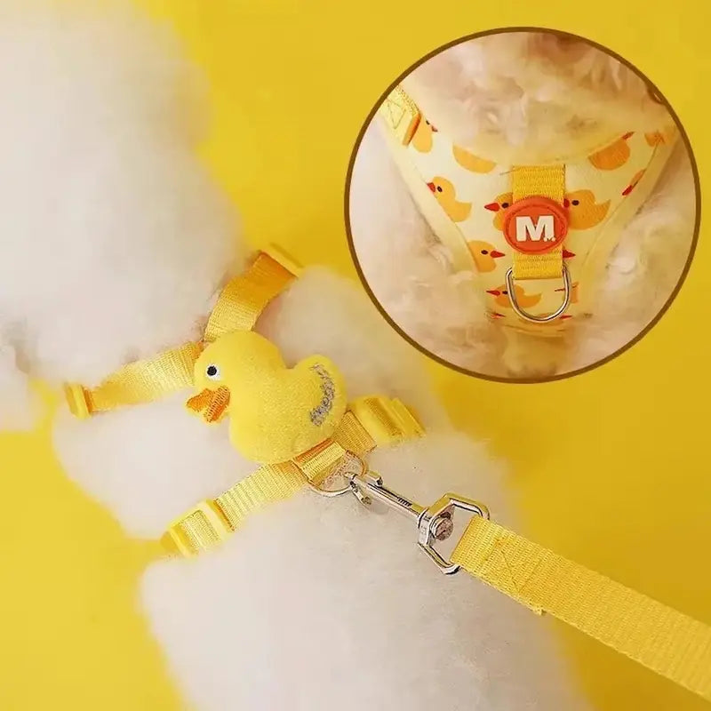 Harnais chaton 3 mois - Apprentissage facile | BabyPaw