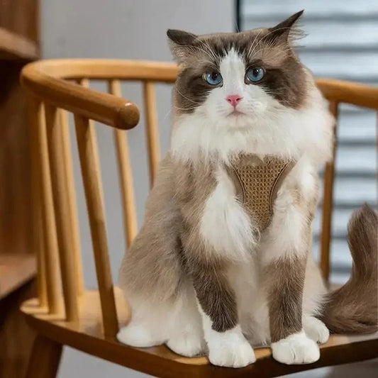 Harnais chat anti-évasion - Sécurité renforcée | SecuCat